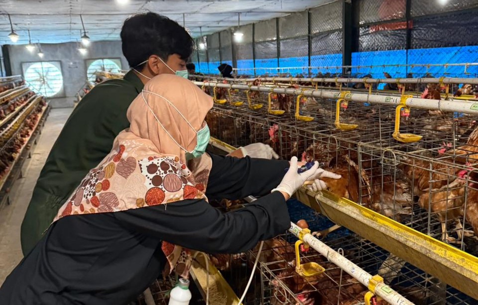 Ancaman Penyakit Hewan Mengintai,  Kementan Ajak Peternak Wajib Vaksinasi