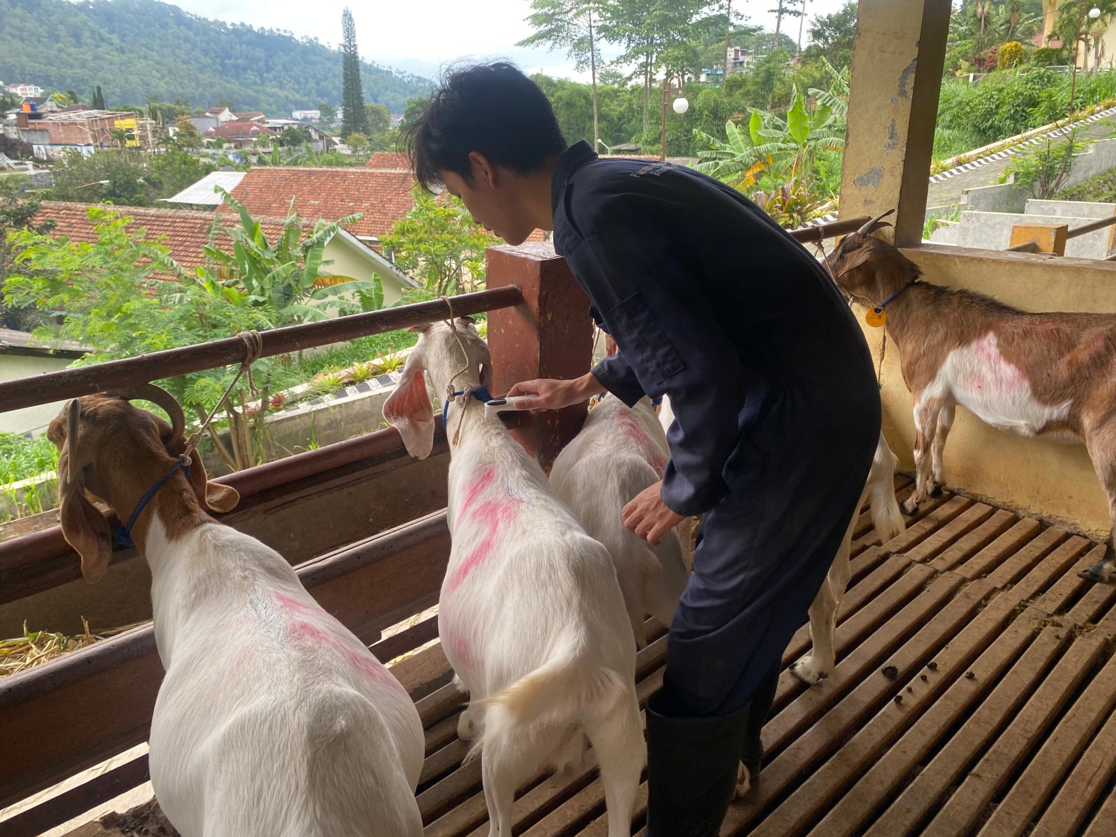 Nilai Temperature Humidty Index Terhadap Respon Fisiologis Dan Aktivitas Berbaring Kambing Cross Boer Di Balai Besar Pelatihan Peternakan  BBPP  Kota Batu