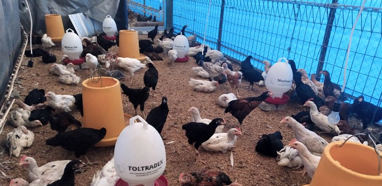 Usaha Ayam KUB di Masa Pandemi, Bawa Berkah Melimpah – Balai Besar  Pelatihan Peternakan Batu